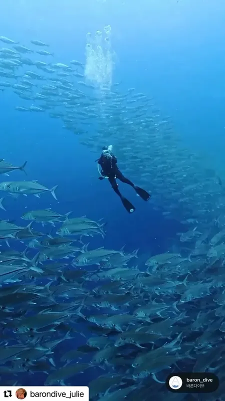 Plongeuse au milieu d'un banc de carangues en pleine eau bleue
