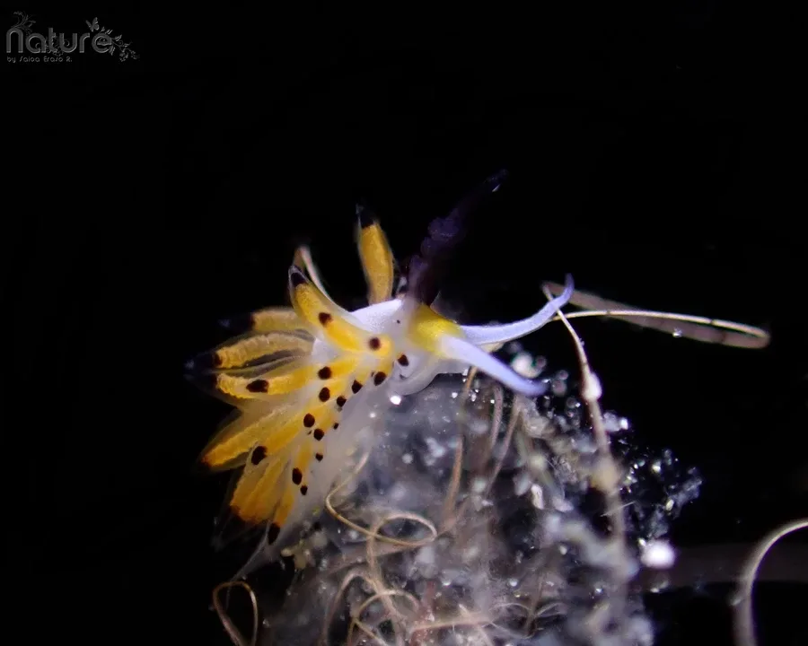 Nudibranche jaune et noire, corps translucide, nageant dans l'obscurité marine