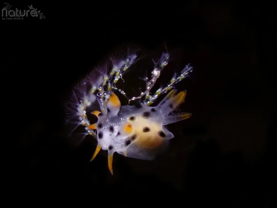 Nudibranche colorée avec des branchies plumeuses sur fond noir