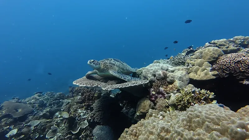 Tortue marine nageant au-dessus d'un récif corallien coloré et vivant
