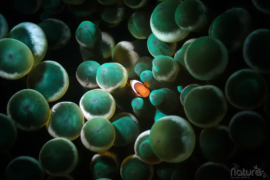Poisson clown caché parmi les tentacules d'une anémone de mer