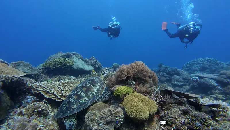 Deux plongeurs explorent un récif corallien avec une tortue marine