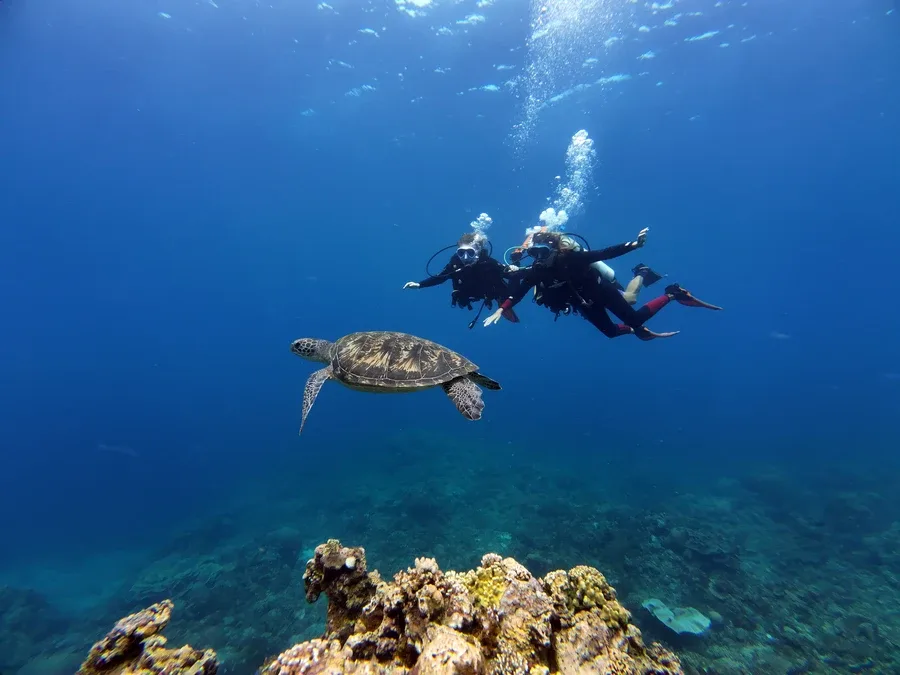 Deux plongeurs nagent avec une tortue marine dans l'eau bleue