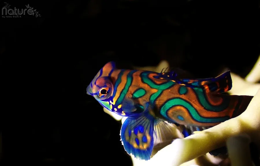 Poisson mandarin coloré, nageant près d'une main dans l'eau sombre