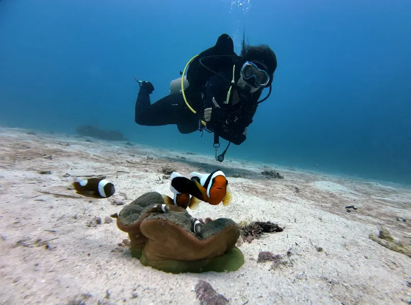 Plongeur observant des poissons-clowns dans leur anémone sur fond sableux
