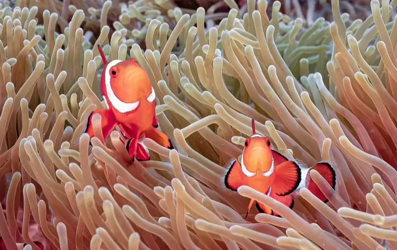 Deux poissons clowns orange et blancs se cachent dans une anémone