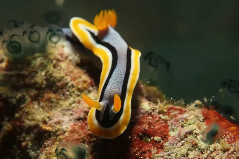 Nudibranche chromodoris élegante sur un fond rocheux coloré