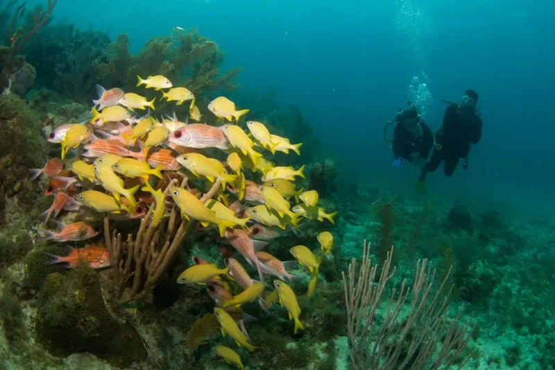 Banc de poissons tropicaux et deux plongeurs explorant un récif corallien