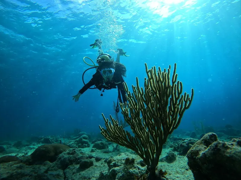 Plongeur en combinaison explore un récifal corallien sous l'eau