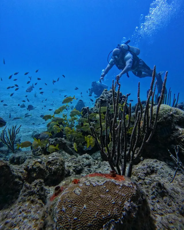 Plongeur explore un récif corallien avec de nombreux poissons tropicaux