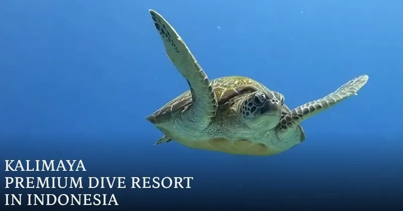 Tortue marine nageant paisiblement dans l'eau bleue profonde