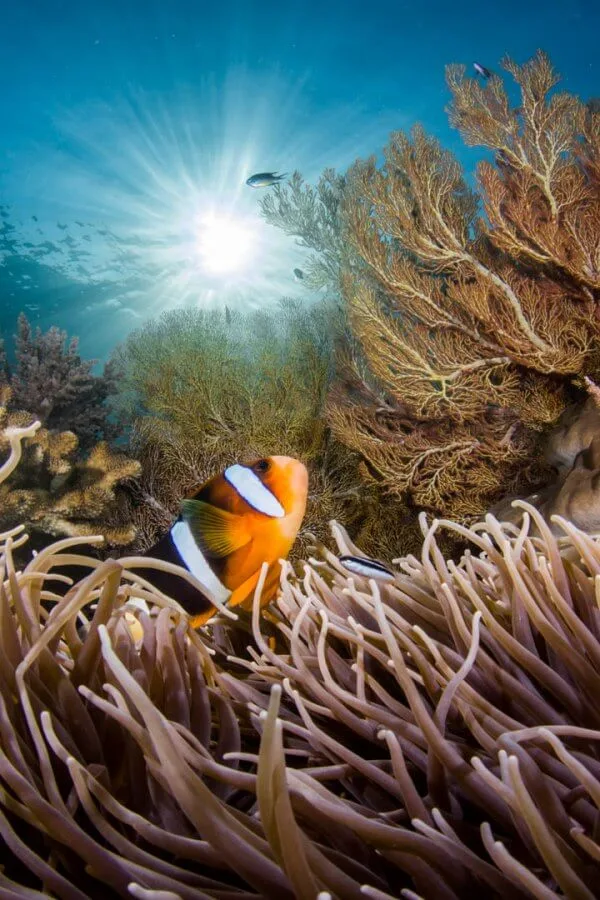 Poisson clown dans son anémone de mer, coraux et rayons de soleil