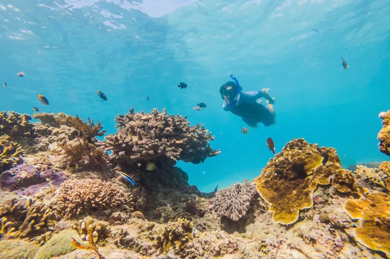 Plongeur explore un récifal corallien avec de nombreux poissons colorés