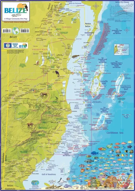 Carte géographique du Belize avec des illustrations de la faune marine