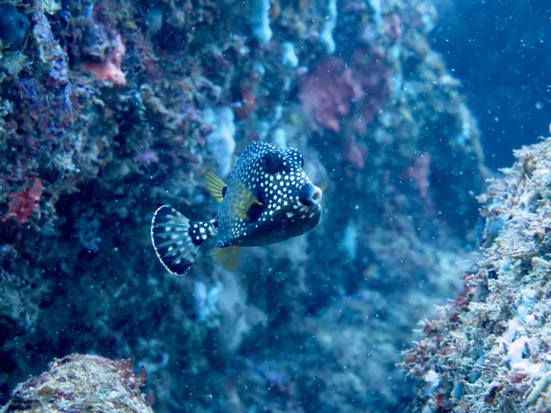 Poisson-ballon étoilé nageant près d'un récifal corallien bleu