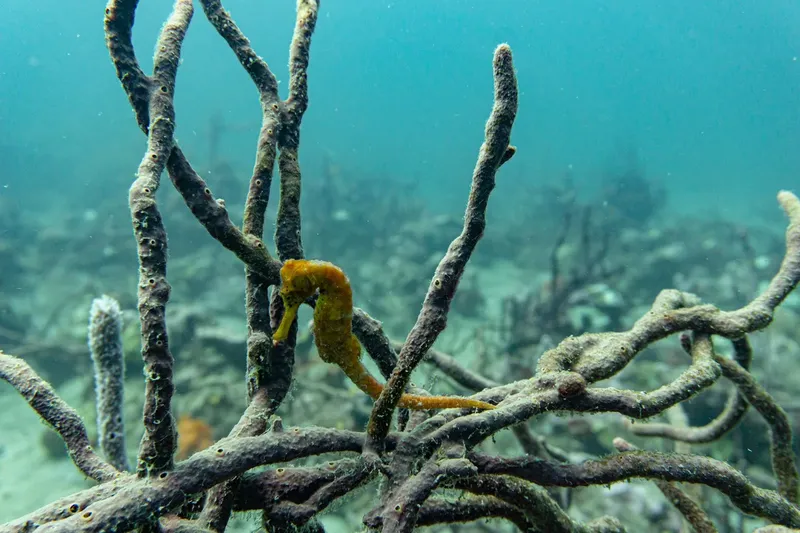 Hippocampe jaune accroché à des branches coralliennes dans l'eau turquoise