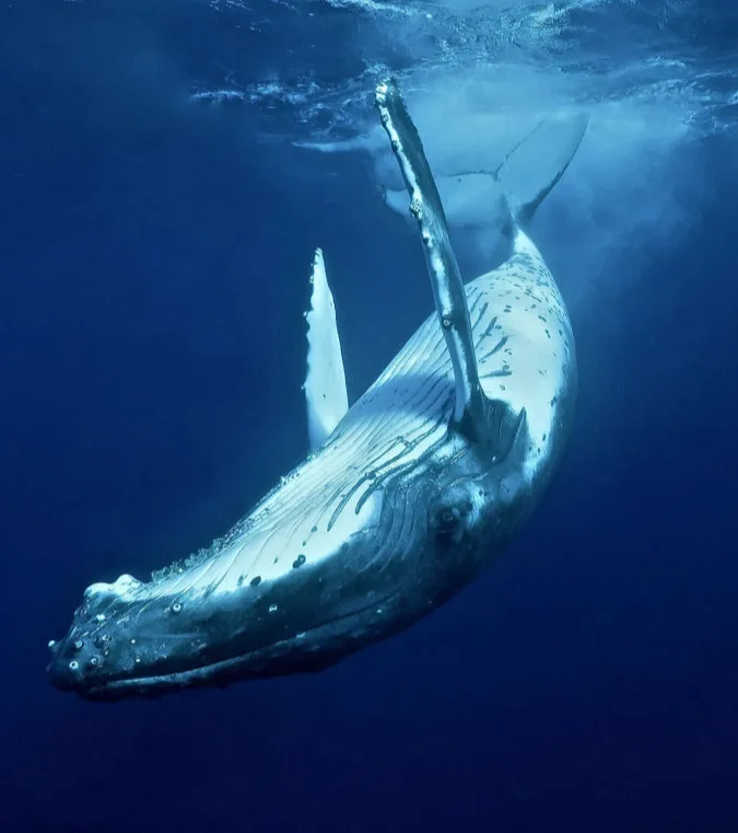 Tonga Expeditions & Whale Watch
