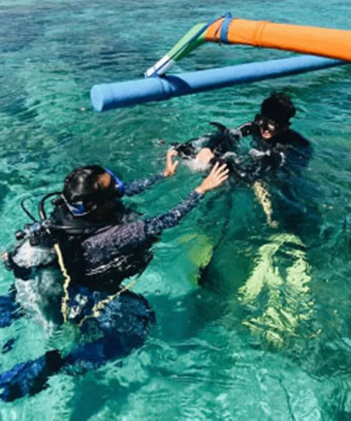 Plongeurs interagissent avec un animal marin dans une eau turquoise claire