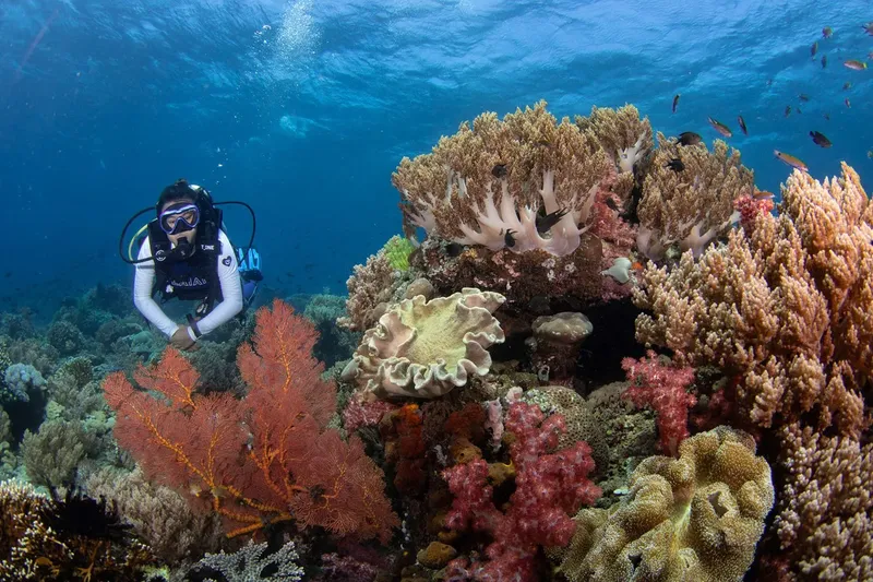 Plongeur explorant un récif corallien coloré avec de nombreux poissons