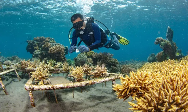 Plongeur manipule des coraux sur une structure métallique sous-marine