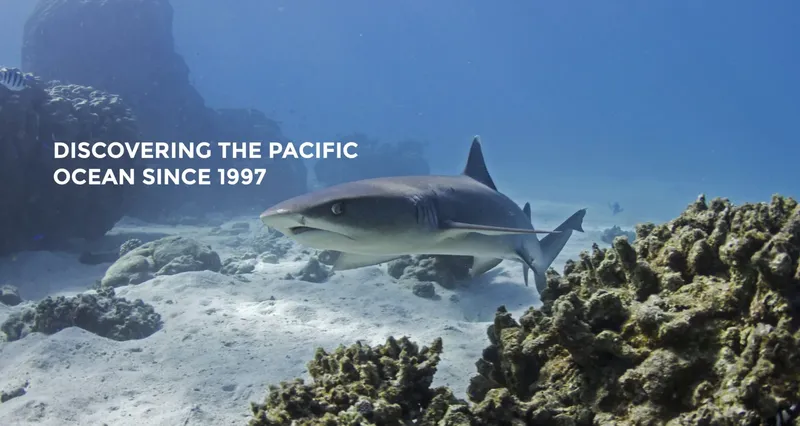 Requin de récif à pointes noires nageant au-dessus du fond marin corallien