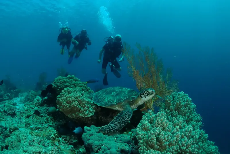 Plongeurs et tortue marine évoluent au milieu d'un récif corallien