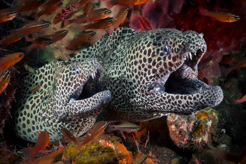 Deux murènes tachetées montrent leurs dents, entourées de petits poissons