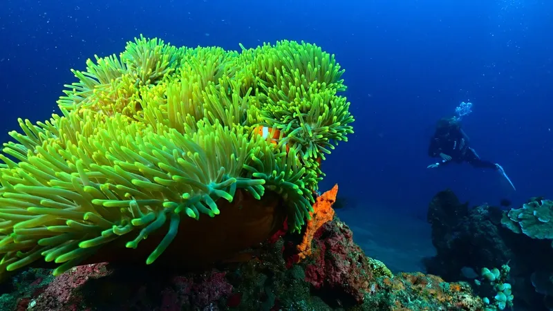 Anémone de mer verte avec poisson clown et plongeur en arrière-plan