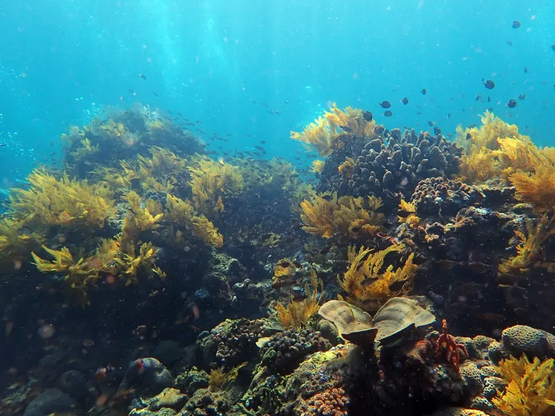 Recif corallien coloré avec des poissons et de la végétation marine