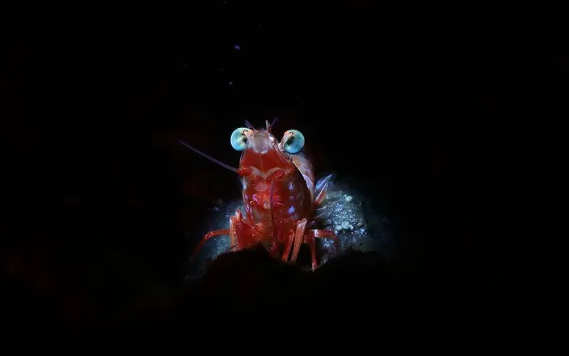 Crevette manteau rouge aux yeux bleus, posée sur un fond sombre