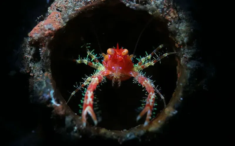 Crabe rouge dans un trou sombre, détails fins et couleurs vives