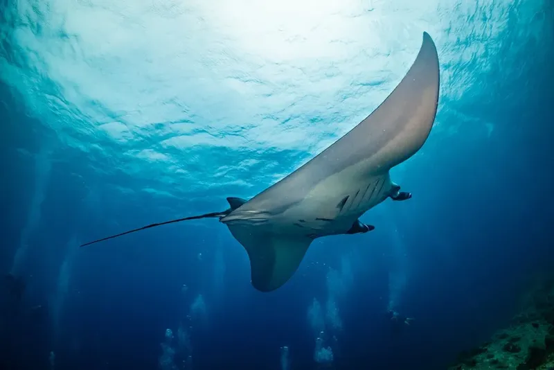 Raie manta nageant gracieusement dans les eaux bleues et ensoleillées