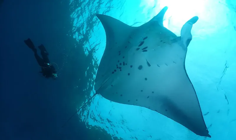 Raie manta majestueuse nageant avec un plongeur en eau turquoise