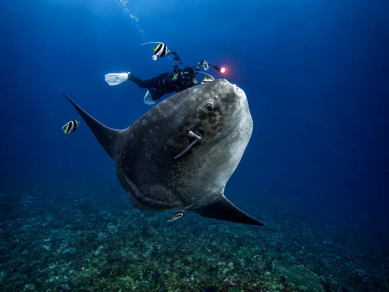 Plongeur face à un requin baleine géant dans l'océan bleu
