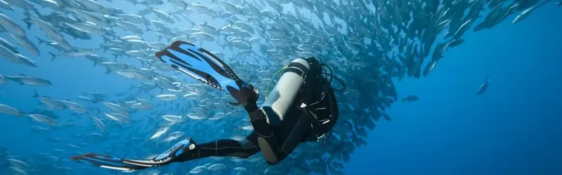 Plongeur évolue au milieu d'un banc de poissons argentés en mer