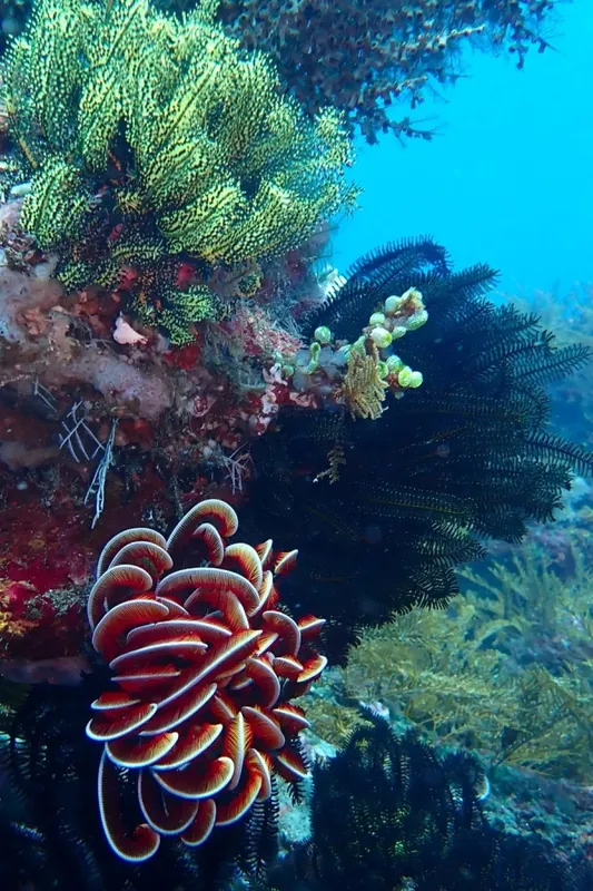 Coraux colorés et étoile de mer noire dans l'eau bleue