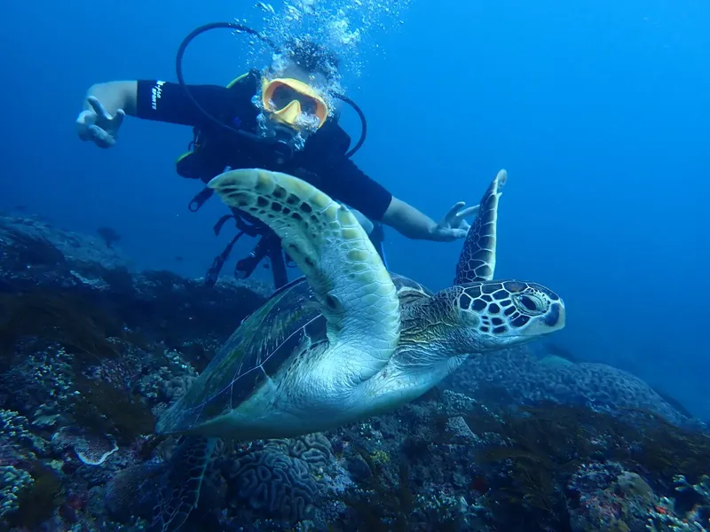 Plongeur et tortue marine nagent ensemble dans un récif corallien
