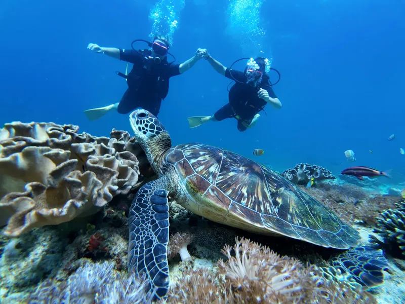 Deux plongeurs nagent au-dessus d'une tortue de mer et d'un récif corallien