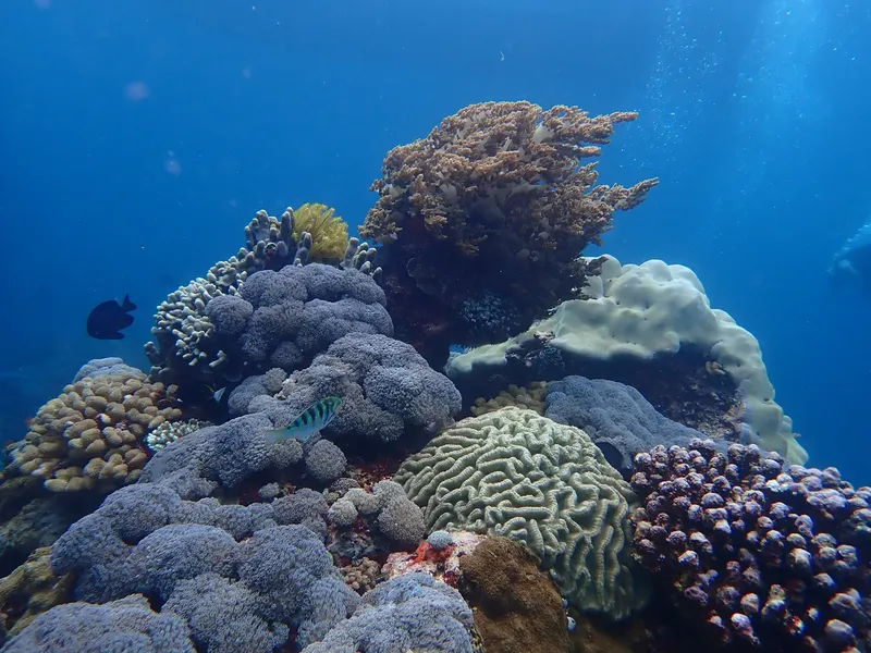 Coraux multicolores et poissons tropicaux dans un récif sous-marin