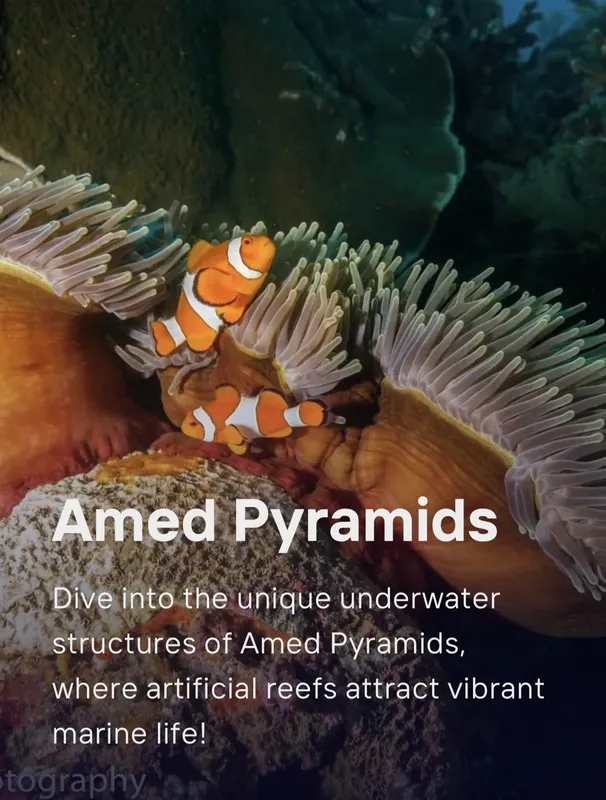 Poissons clowns nageant dans une anémone de mer colorée sous l'eau