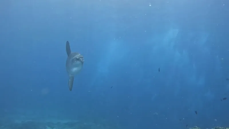Poisson-lune nageant dans l'eau bleue, vue sous-marine, faune marine
