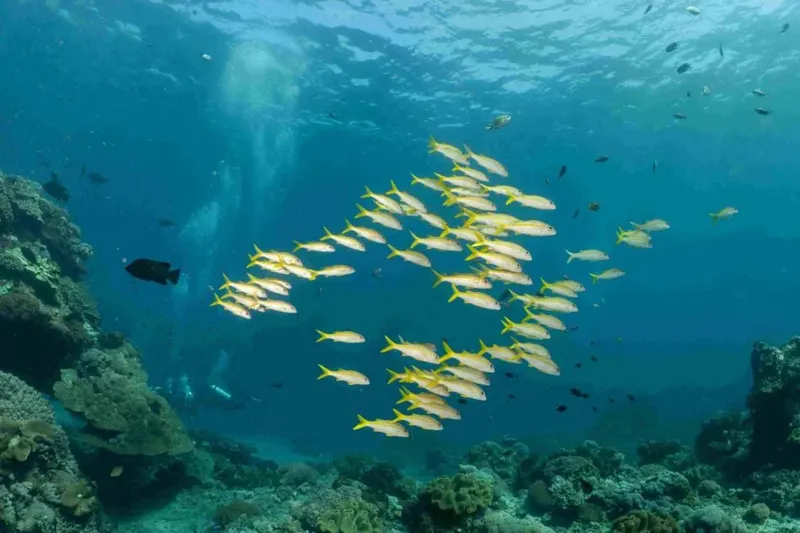 Banc de poissons jaunes nageant au milieu d'un récifal corallien