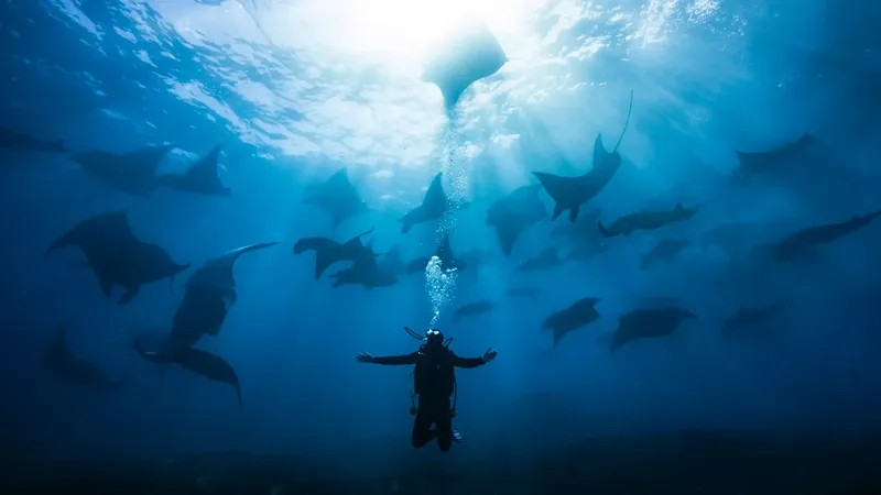 Plongeur entouré de nombreuses raies manta dans l'eau bleue