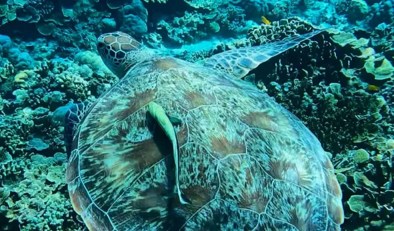 Tortue marine nageant au-dessus d'un récifal corallien bleu turquoise