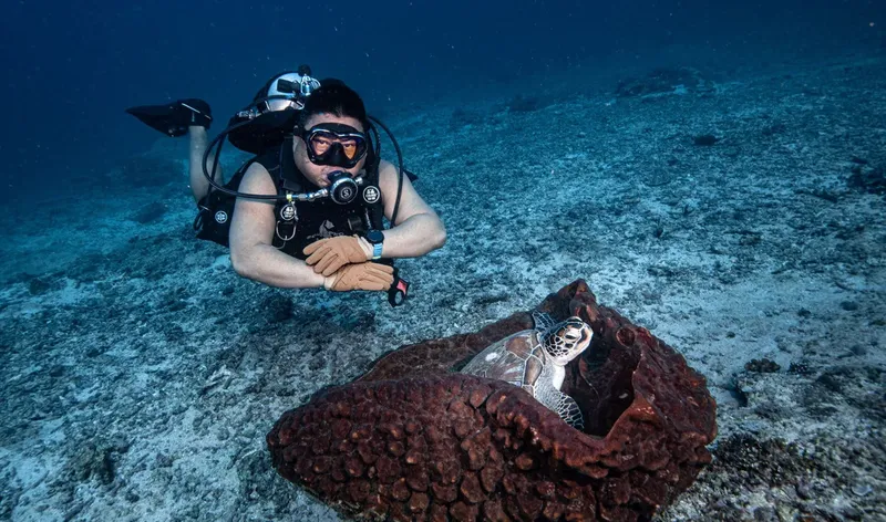 Plongeur observant une jeune tortue marine dans son habitat naturel