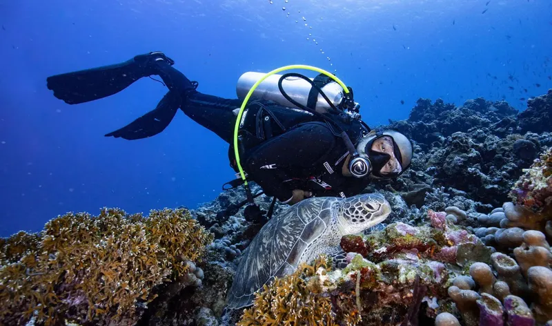 Plongeur observant une tortue marine au milieu d'un récif corallien