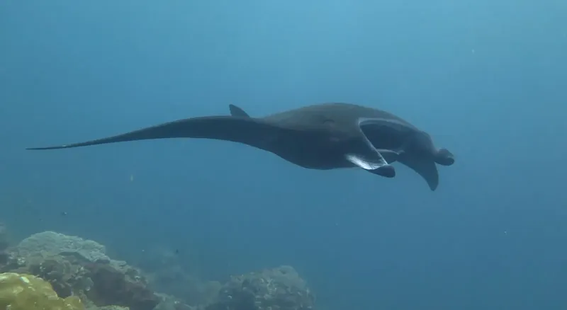 Manta ray nageant gracieusement dans l'eau bleue avec coraux