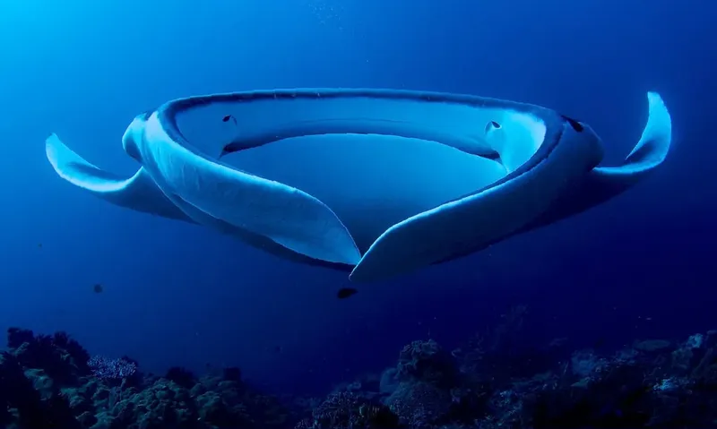 Raie manta majestueuse nageant dans les eaux bleues de l'océan
