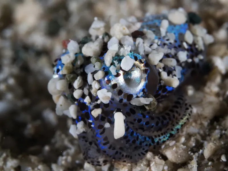Nudibranche bleue et blanche camouflée sur un fond sablonneux