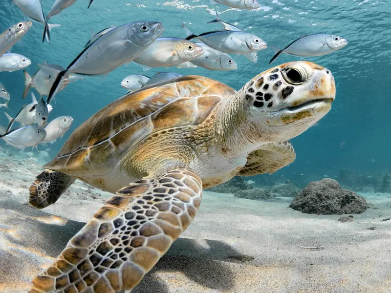 Tortue marine nageant avec un banc de poissons dans l'océan